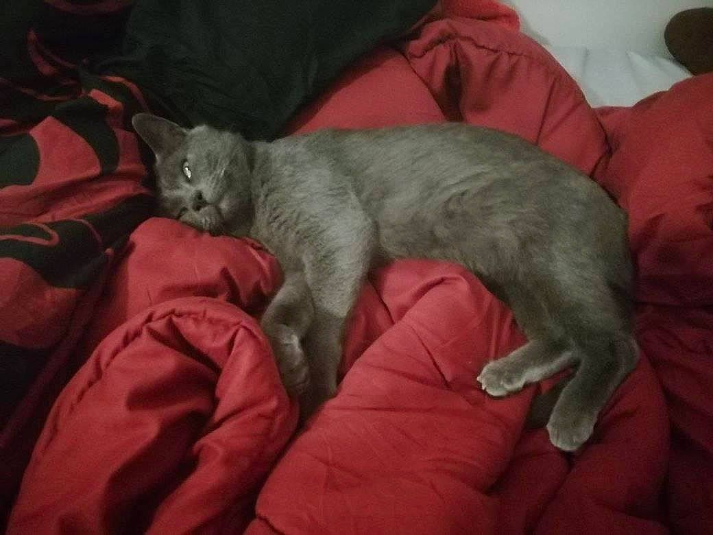 Pompom a rejoint le concours — aidez-le/la à gagner de superbes lots ! canidae, carnivore, cat, claw, comfort, dog_breed, domestic_short_haired_cat, fawn, felidae, fur, grey, nap, paw, sitting, small_to_medium_sized_cats, snout, sporting_group, tail, terrestrial_animal, whiskers