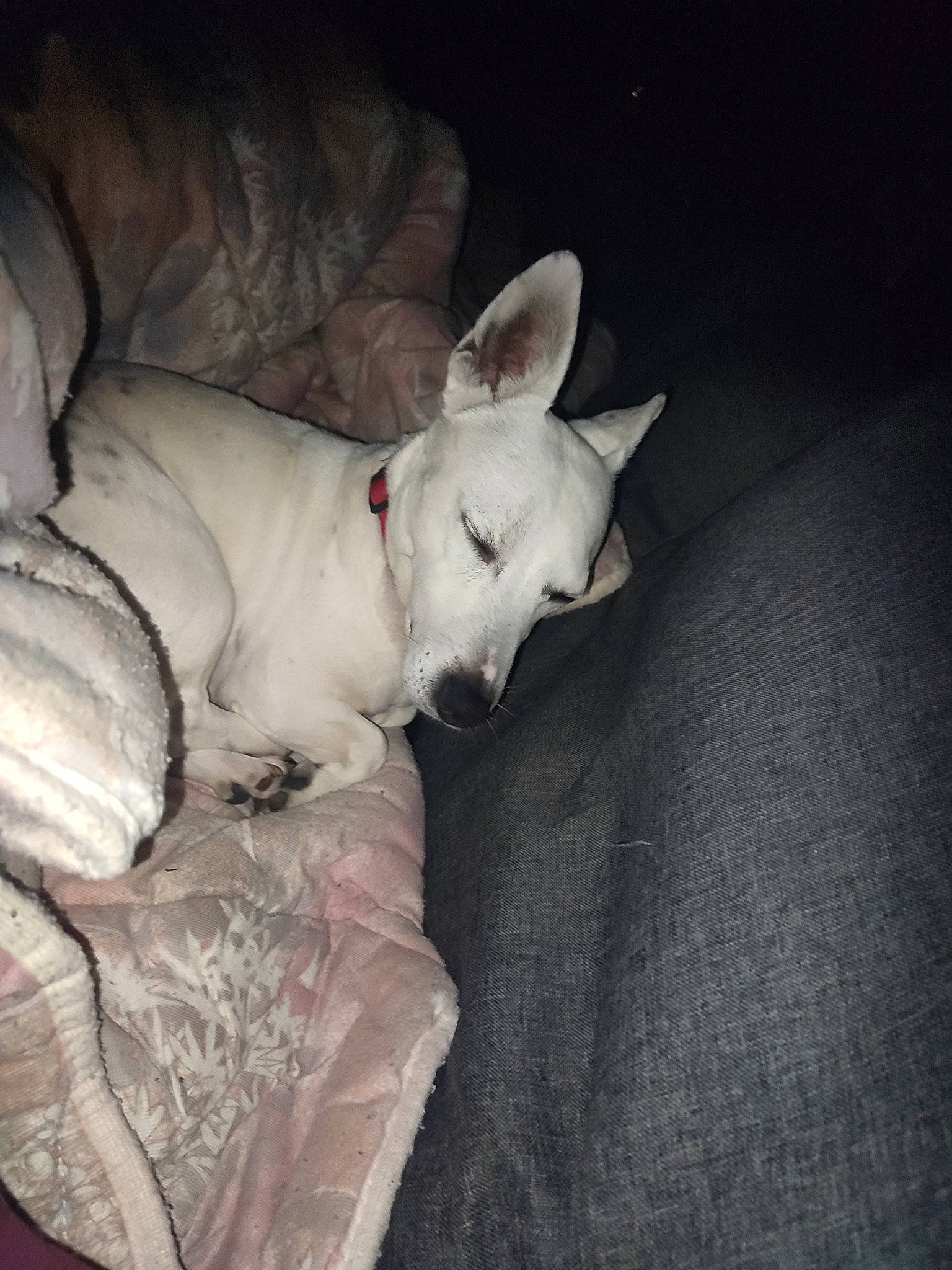 Adoc a rejoint le concours — aidez-le/la à gagner de superbes lots ! canidae, carnivore, comfort, companion_dog, dog, dog_breed, fawn, felidae, linens, nap, non_sporting_group, paw, sleep, slipcover, sporting_group, tail, terrestrial_animal, toy_dog, whiskers