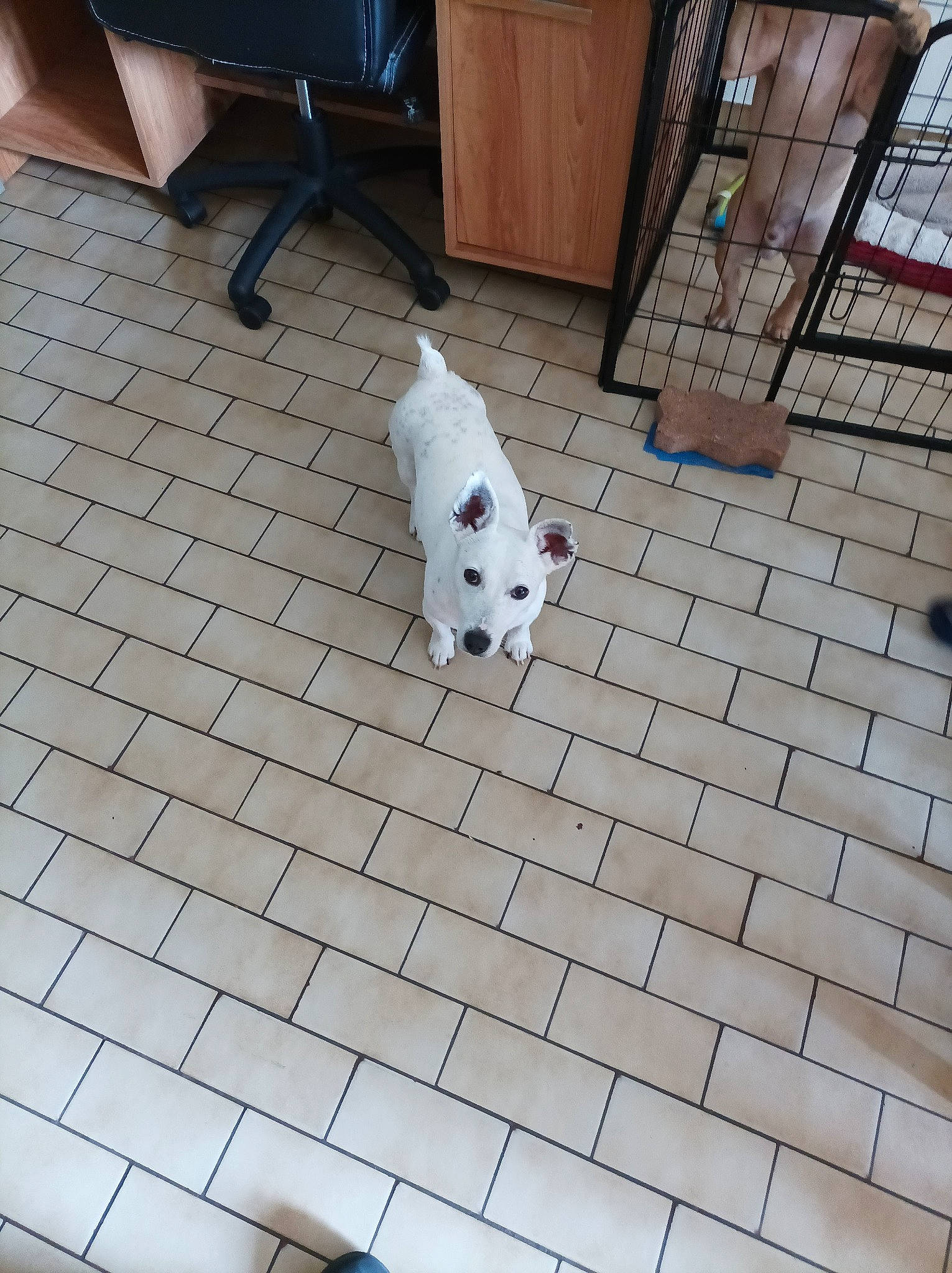 Adoc participe au concours pour gagner de l'argent avec cette photo : carnivore, companion_dog, composite_material, dog, dog_breed, door, fawn, floor, flooring, grass, hardwood, line, pattern, road_surface, sidewalk, snout, tail, toy, wood, working_animal