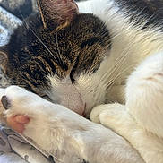 Calin participe au concours pour gagner de l'argent avec cette photo : cat, sleeping, close_up, tabby, white_fur, paw, whiskers, fur, bedspread, cozy, resting, domestic_cat, cute, animal, pet, relaxation, indoor, feline, soft, peaceful