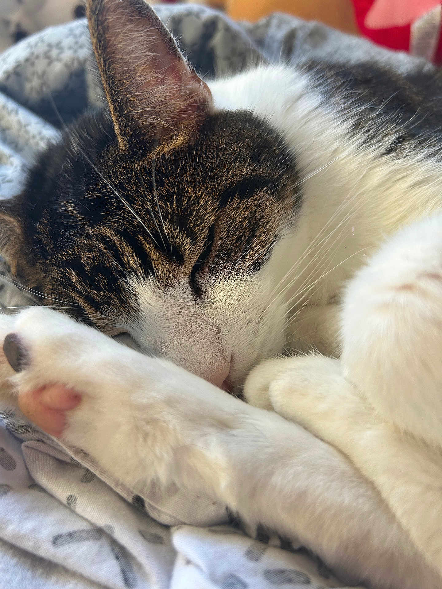 Calin participe au concours pour gagner de l'argent avec cette photo : cat, sleeping, close_up, tabby, white_fur, paw, whiskers, fur, bedspread, cozy, resting, domestic_cat, cute, animal, pet, relaxation, indoor, feline, soft, peaceful
