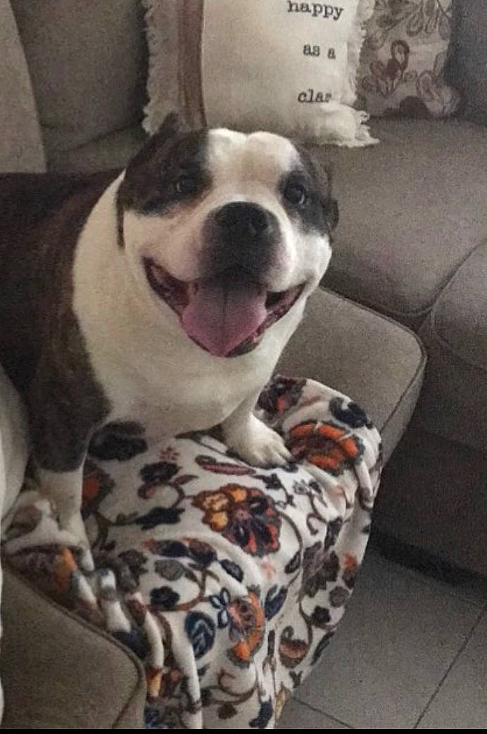 Galagher Aka Gg joined the competition — help win amazing prizes! american_bulldog, american_pit_bull_terrier, american_staffordshire_terrier, boston_terrier, canidae, carnivore, companion_dog, dog, dog_breed, fawn, french_bulldog, mammal, non_sporting_group, pit_bull, snout, vertebrate