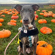 Tava is registered to the contest to win money with this photo: animal, autumn, canine, cloudy, cute, dog, ears, fall, field, grass, harness, leash, nature, outdoor, pet, portrait, pumpkin, pumpkin_patch, sitting, sky