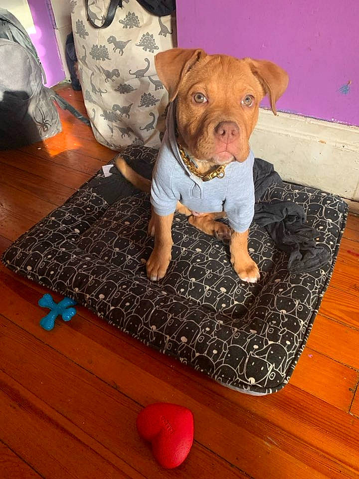 Karmelo joined the competition — help win amazing prizes! animal, bulldog, canine, dog, dogbed, hardwood, pet, pitbull, puppy, stainedwood, wood