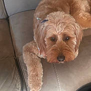 Callie is registered to the contest to win money with this photo: dog, puppy, apricot_coat, fluffy, curly_fur, pet, animal, portrait, close_up, indoors, couch, leather, lounging, lying_down, brown, cute, camera_gaze, soft_lighting, home, companion