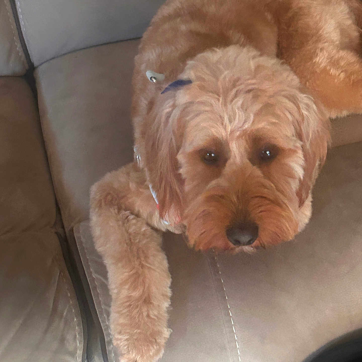 Callie is registered to the contest to win money with this photo: dog, puppy, apricot_coat, fluffy, curly_fur, pet, animal, portrait, close_up, indoors, couch, leather, lounging, lying_down, brown, cute, camera_gaze, soft_lighting, home, companion