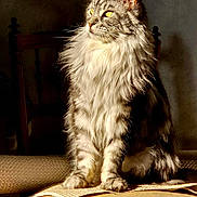 Saxo participe au concours pour gagner de l'argent avec cette photo : cat, fluffy_cat, sitting, chair, sunlight, indoor, pet, feline, long_hair, yellow_eyes, portrait, furniture, domestic_animal, looking_away, striped, whiskers, calm, relaxed, cozy, shadow