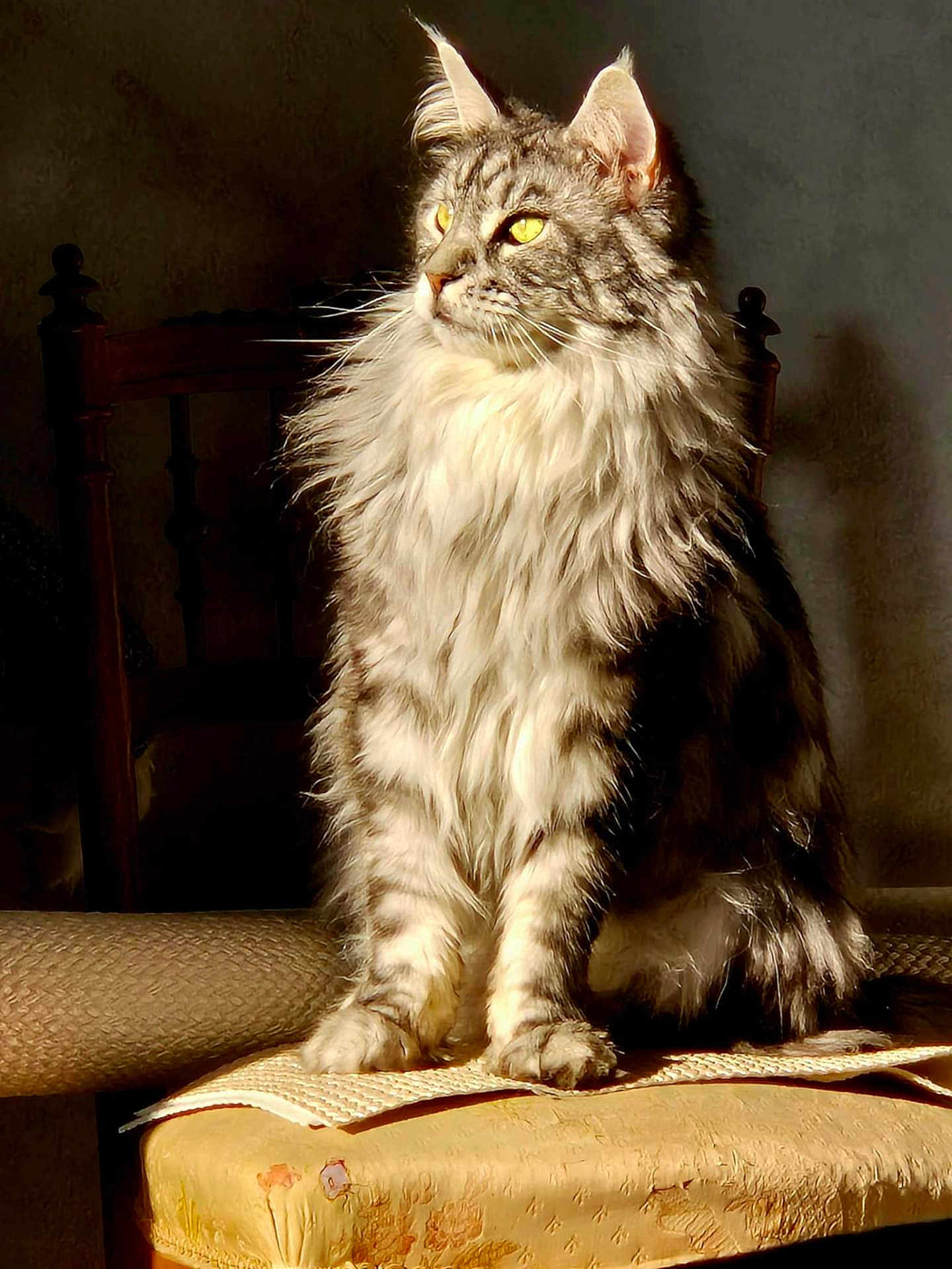 Saxo participe au concours pour gagner de l'argent avec cette photo : cat, fluffy_cat, sitting, chair, sunlight, indoor, pet, feline, long_hair, yellow_eyes, portrait, furniture, domestic_animal, looking_away, striped, whiskers, calm, relaxed, cozy, shadow