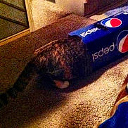 Bella joined the competition — help win amazing prizes! cat, pepsi_box, carpet, indoor, striped_tail, curiosity, pet, feline, exploring, box, brown, black, white, tabby, animal, floor, domestic, funny, playful, head_inside_box