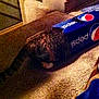 cat, pepsi_box, carpet, indoor, striped_tail, curiosity, pet, feline, exploring, box, brown, black, white, tabby, animal, floor, domestic, funny, playful, head_inside_box