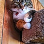 Bella is registered to the contest to win money with this photo: cat, tabby, pet, animal, feline, collar, heart_shaped, cat_tree, carpeted, wood_panel_wall, indoor, cute, whiskers, paws, ears, fur, alert, looking_at_camera, domestic_cat, resting