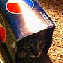 Bella joined the competition — help win amazing prizes! cat, box, pepsi, carpet, indoor, pet, animal, feline, curious, shadow, dim_light, cardboard, soda_box, hiding, cozy, brown, striped_cat, eyes, face, home