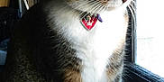 Bella joined the competition — help win amazing prizes! cat, tabby, pet, animal, feline, window, collar, tag, indoor, sitting, white_paws, green_eyes, fur, looking_outside, natural_light, domestic_cat, close_up, side_view, peaceful, curious