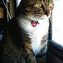 cat, tabby, pet, animal, feline, window, collar, tag, indoor, sitting, white_paws, green_eyes, fur, looking_outside, natural_light, domestic_cat, close_up, side_view, peaceful, curious