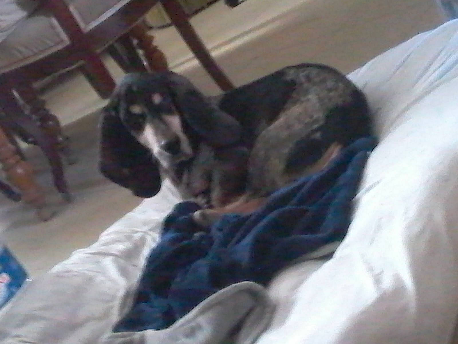 Napoléon participe au concours pour gagner de l'argent avec cette photo : carnivore, comfort, companion_dog, dog, dog_breed, felidae, flooring, fur, guard_dog, linens, nap, non_sporting_group, puppy, room, schnauzer, small_to_medium_sized_cats, sporting_group, tail, whiskers, working_animal