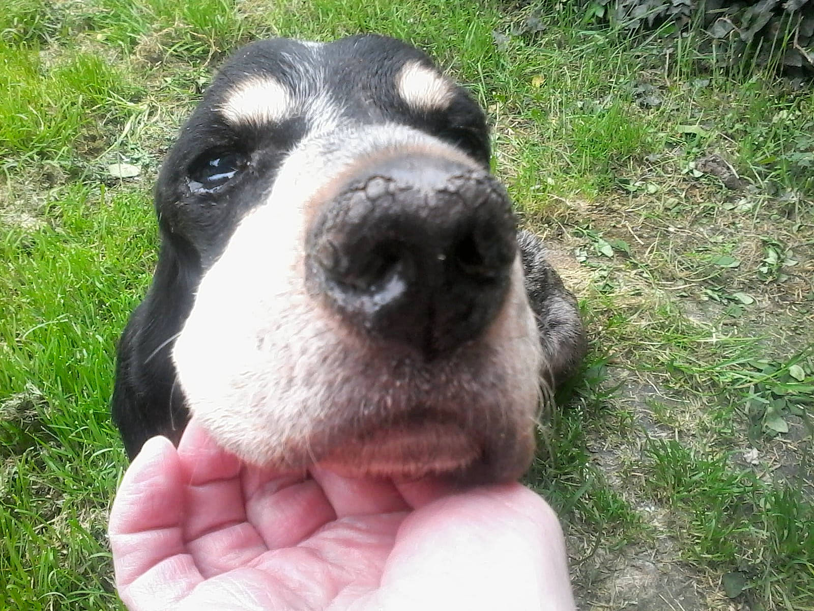 Napoléon participe au concours pour gagner de l'argent avec cette photo : canidae, carnivore, collar, companion_dog, dog, dog_breed, eye, fawn, finger, fur, grass, livestock, non_sporting_group, plant, snout, sporting_group, terrestrial_animal, thumb, whiskers, working_animal