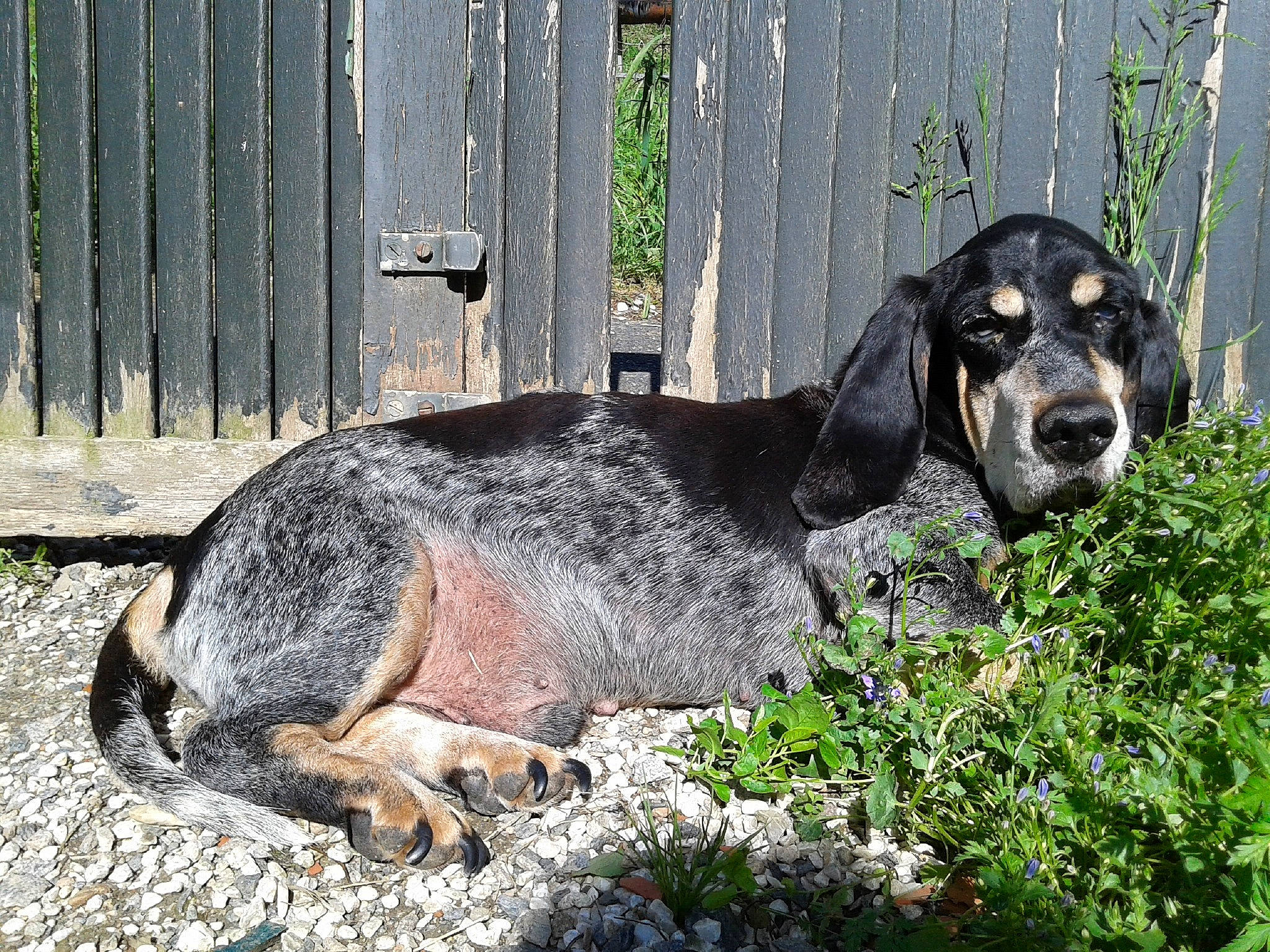 Napoléon a rejoint le concours — aidez-le/la à gagner de superbes lots ! canidae, carnivore, companion_dog, dog, dog_breed, fence, grass, groundcover, home_fencing, hound, hunting_dog, liver, plant, scent_hound, snout, sporting_group, terrestrial_animal, working_animal, working_dog