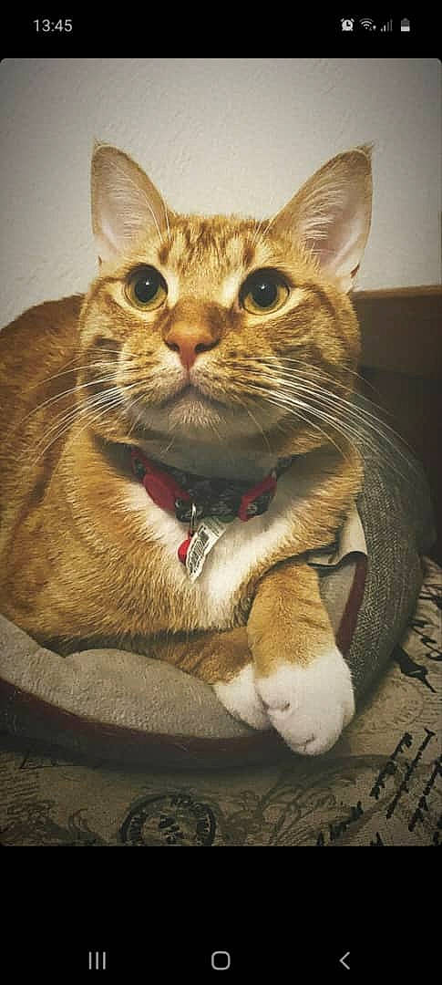 Dorian is registered to the contest to win money with this photo: carnivore, cat, claw, domestic_short_haired_cat, eye, fawn, felidae, fur, paw, sitting, small_to_medium_sized_cats, snout, tail, terrestrial_animal, whiskers, wildlife