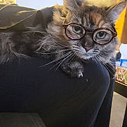 Anastasia is registered to the contest to win money with this photo: accessory, armrest, cat, close_up, cozy, curious, ears, eyes, fur, glasses, home_interior, indoor, lounging, paws, pet, portrait, round_glasses, sofa, tabby_cat, whiskers
