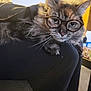 accessory, armrest, cat, close_up, cozy, curious, ears, eyes, fur, glasses, home_interior, indoor, lounging, paws, pet, portrait, round_glasses, sofa, tabby_cat, whiskers