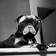 Spyke participe au concours pour gagner de l'argent avec cette photo : dog, black_and_white, indoor, wooden_surface, pet, canine, portrait, lighting, shadow, close_up, animal, paw, ears, face, open_door, background, fur, expression, resting, house