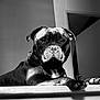 dog, black_and_white, indoor, wooden_surface, pet, canine, portrait, lighting, shadow, close_up, animal, paw, ears, face, open_door, background, fur, expression, resting, house