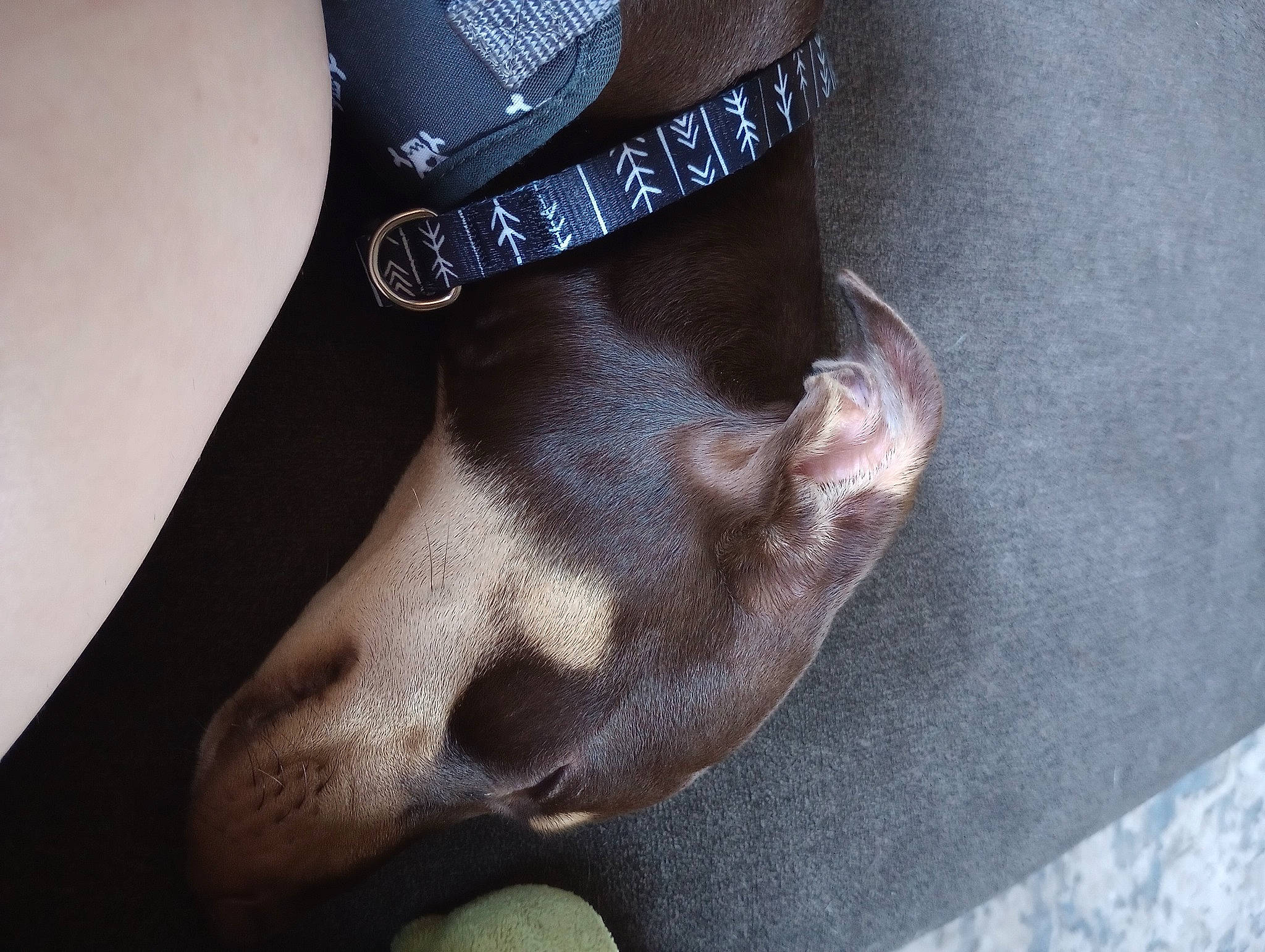 Jojo joined the competition — help win amazing prizes! body_jewelry, calf, carnivore, dog, dog_breed, dress, elbow, fashion_accessory, foot, fur, gesture, human_body, human_leg, jewellery, knee, nail, thigh, toe, waist, wrist