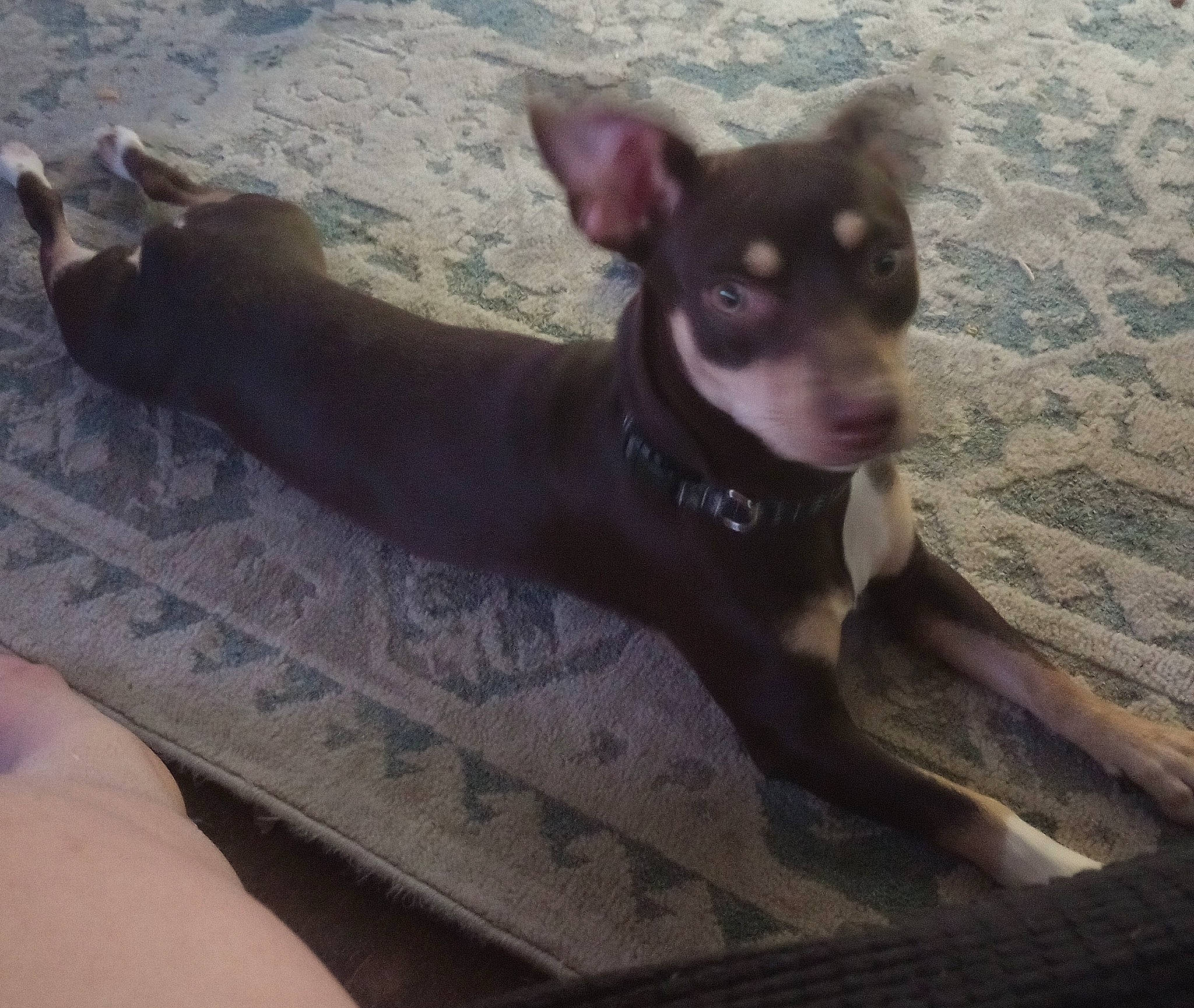 Jojo is registered to the contest to win money with this photo: canidae, carnivore, chihuahua, comfort, companion_dog, corgi_chihuahua, dog, dog_breed, fawn, fur, liver, non_sporting_group, paw, snout, sporting_group, tail, terrestrial_animal, toy_dog, whiskers, working_animal