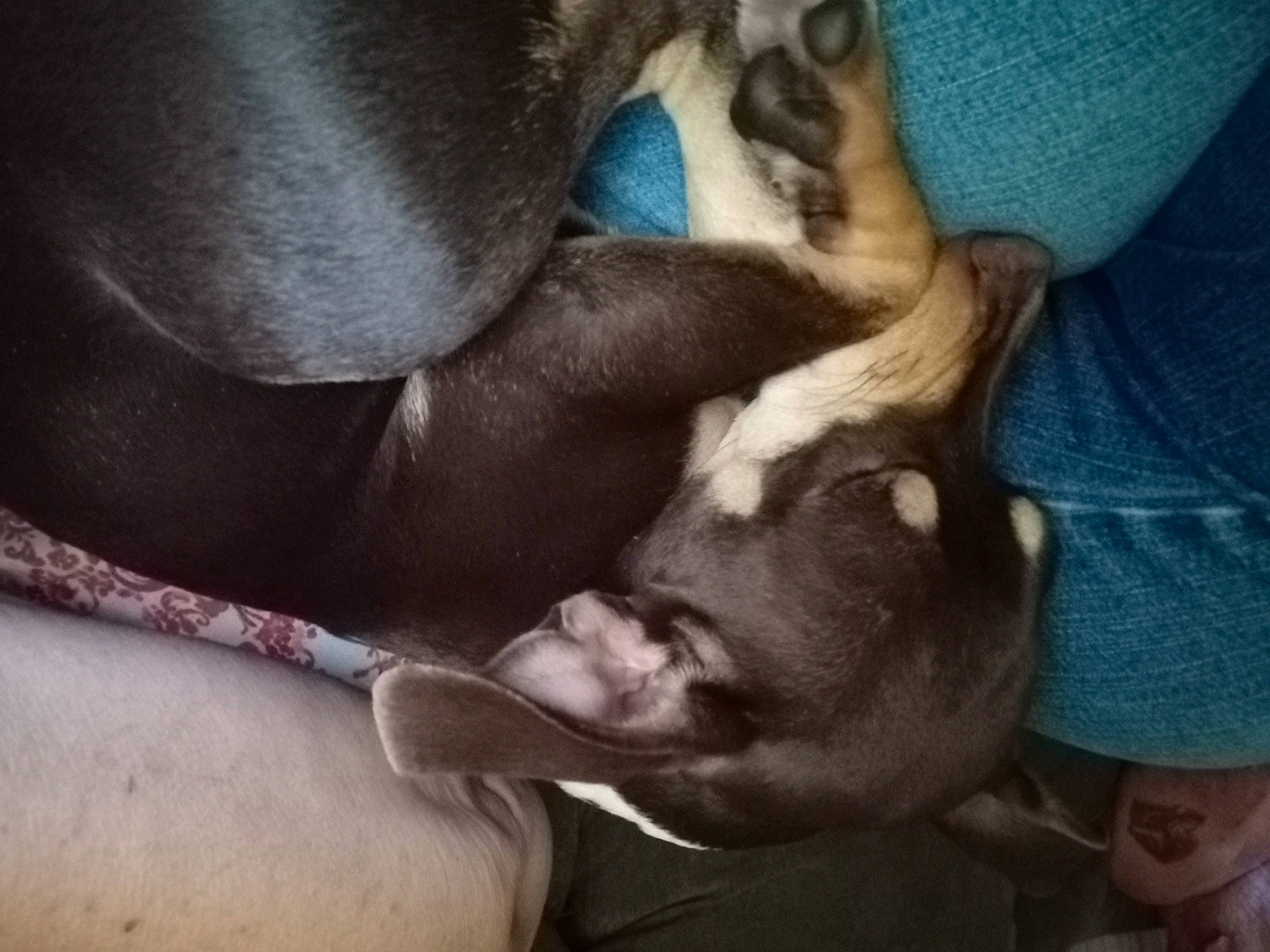 Jojo joined the competition — help win amazing prizes! canidae, chest, comfort, companion_dog, dog, dog_breed, ear, elbow, fawn, flesh, fur, gesture, human_leg, liver, paw, snout, terrestrial_animal, thigh, working_animal, wrist