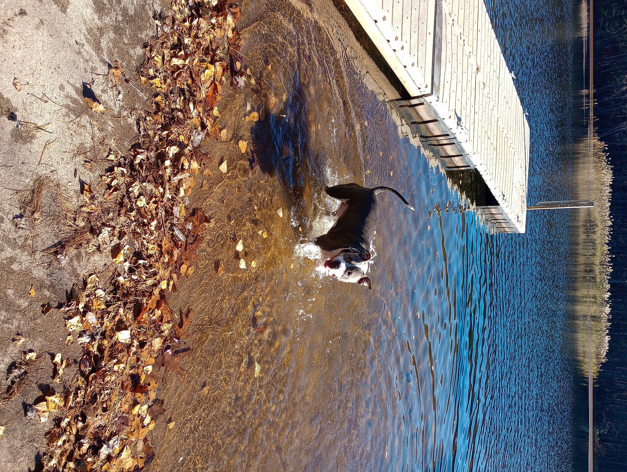 Beau joined the competition — help win amazing prizes! _geese_and_swans, asphalt, beak, bird, ducks, lake, landscape, metal, reflection, road, road_surface, shadow, soil, stairs, street, tints_and_shades, water, water_bird, waterfowl, wildlife