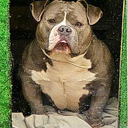 Sanka participe au concours pour gagner de l'argent avec cette photo : dog, bulldog, canine, pet, animal, portrait, sitting, front_view, short_muzzle, floppy_ears, brown_coat, white_chest, wrinkled_face, dark_background, window, green_frame, blanket, indoor, grumpy_expression, closeup