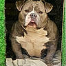dog, bulldog, canine, pet, animal, portrait, sitting, front_view, short_muzzle, floppy_ears, brown_coat, white_chest, wrinkled_face, dark_background, window, green_frame, blanket, indoor, grumpy_expression, closeup