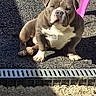 Sanka participe au concours pour gagner de l'argent avec cette photo : dog, bulldog, canine, pet, animal, sitting, outdoor, sunlight, shadow, pink_chair, folding_chair, pavement, concrete, drain, drainage_grate, collar, leash, white_chest, front_view, portrait