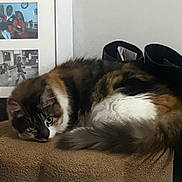 Oona is registered to the contest to win money with this photo: cat, fluffy_cat, brown_fur, white_fur, black_fur, boots, framed_photo, indoor, cozy, curled_up, looking, pet, animal, resting, furniture, texture, home, curious, close_up, relaxing