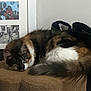 cat, fluffy_cat, brown_fur, white_fur, black_fur, boots, framed_photo, indoor, cozy, curled_up, looking, pet, animal, resting, furniture, texture, home, curious, close_up, relaxing