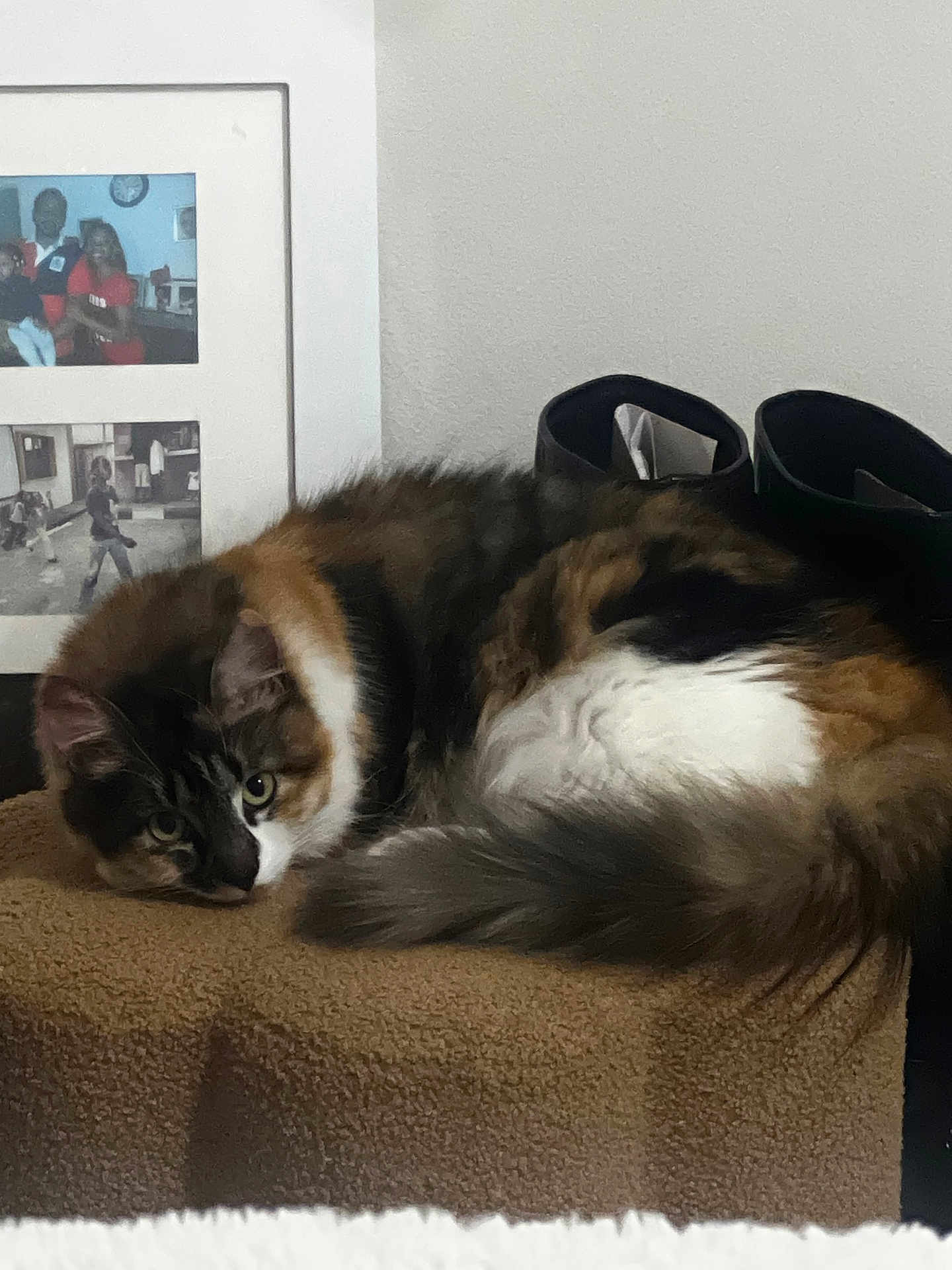 Oona is registered to the contest to win money with this photo: cat, fluffy_cat, brown_fur, white_fur, black_fur, boots, framed_photo, indoor, cozy, curled_up, looking, pet, animal, resting, furniture, texture, home, curious, close_up, relaxing