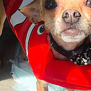Boobear joined the competition — help win amazing prizes! animal, carpet, cartoon, close_up, collar, cute, dog, ears, face, indoor, life_jacket, nose, paws, pet, red, shadow, small_dog, standing, sunlight, whiskers