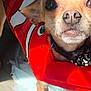animal, carpet, cartoon, close_up, collar, cute, dog, ears, face, indoor, life_jacket, nose, paws, pet, red, shadow, small_dog, standing, sunlight, whiskers