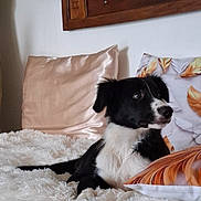 Aiko participe au concours pour gagner de l'argent avec cette photo : dog, black_and_white, puppy, fluffy_blanket, pillows, leaf_pattern, indoor, cozy, alert, curious, fur, resting, bed, home, soft_texture, animal, cute, pet, comfort, relaxed