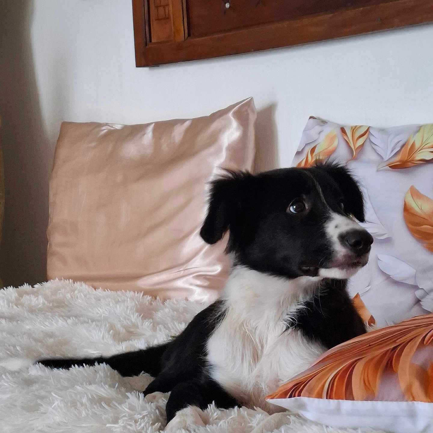 Aiko participe au concours pour gagner de l'argent avec cette photo : alert, animal, bed, black_and_white, comfort, cozy, curious, cute, dog, fluffy_blanket, fur, home, indoor, leaf_pattern, pet, pillows, puppy, relaxed, resting, soft_texture