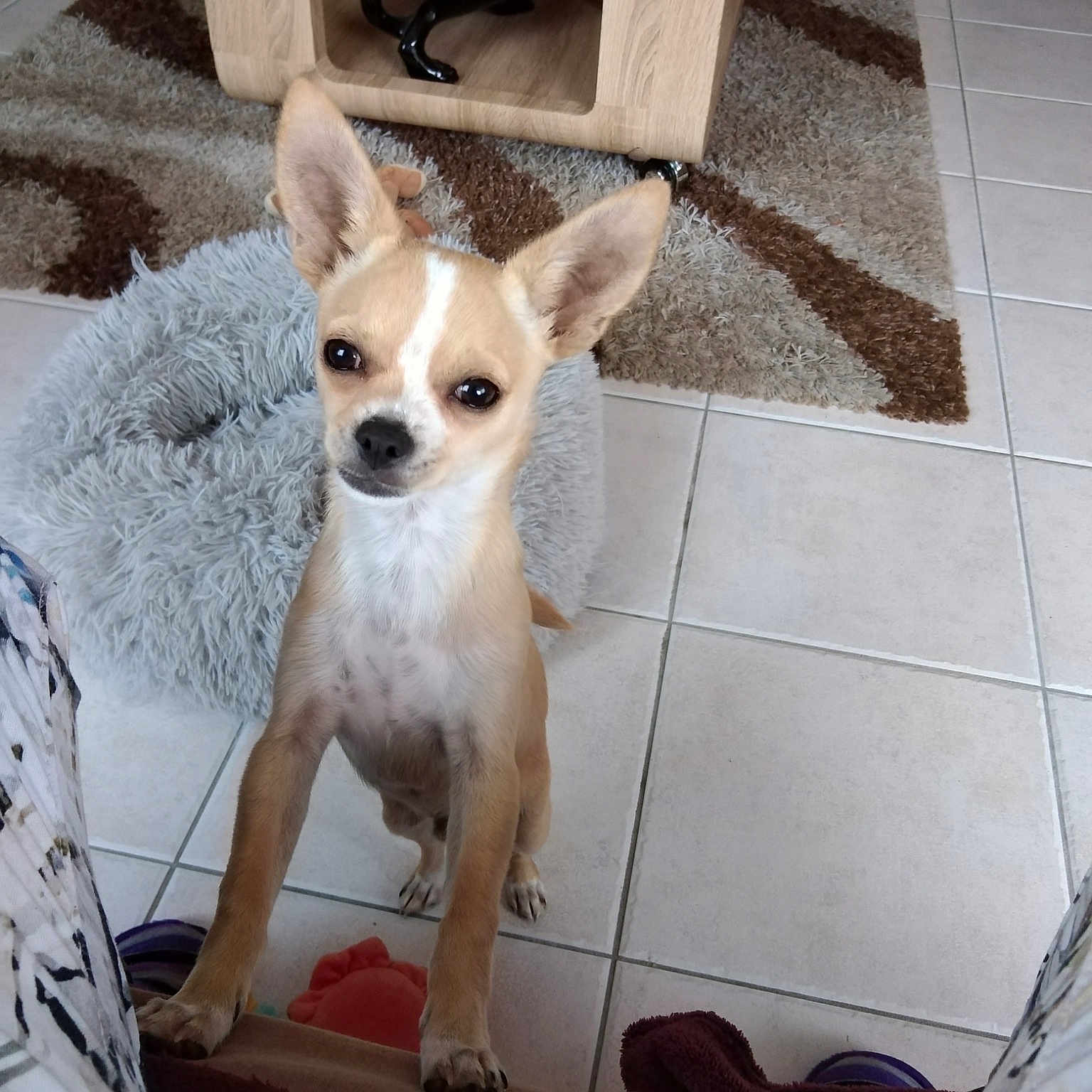 Snoop