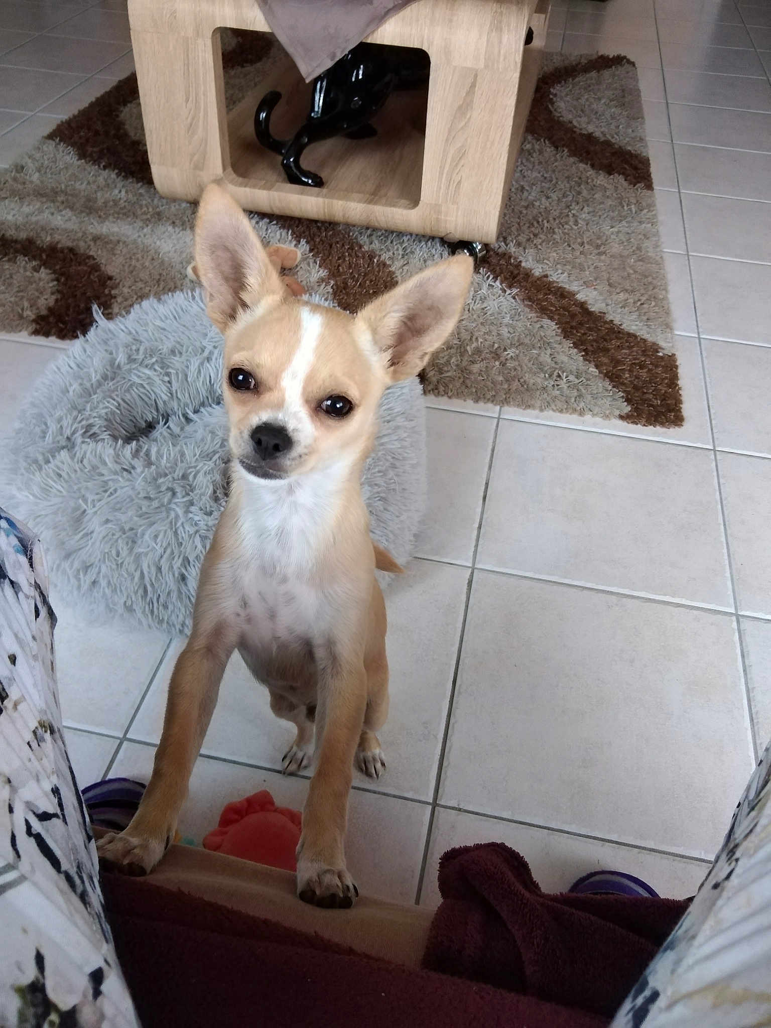 Snoop