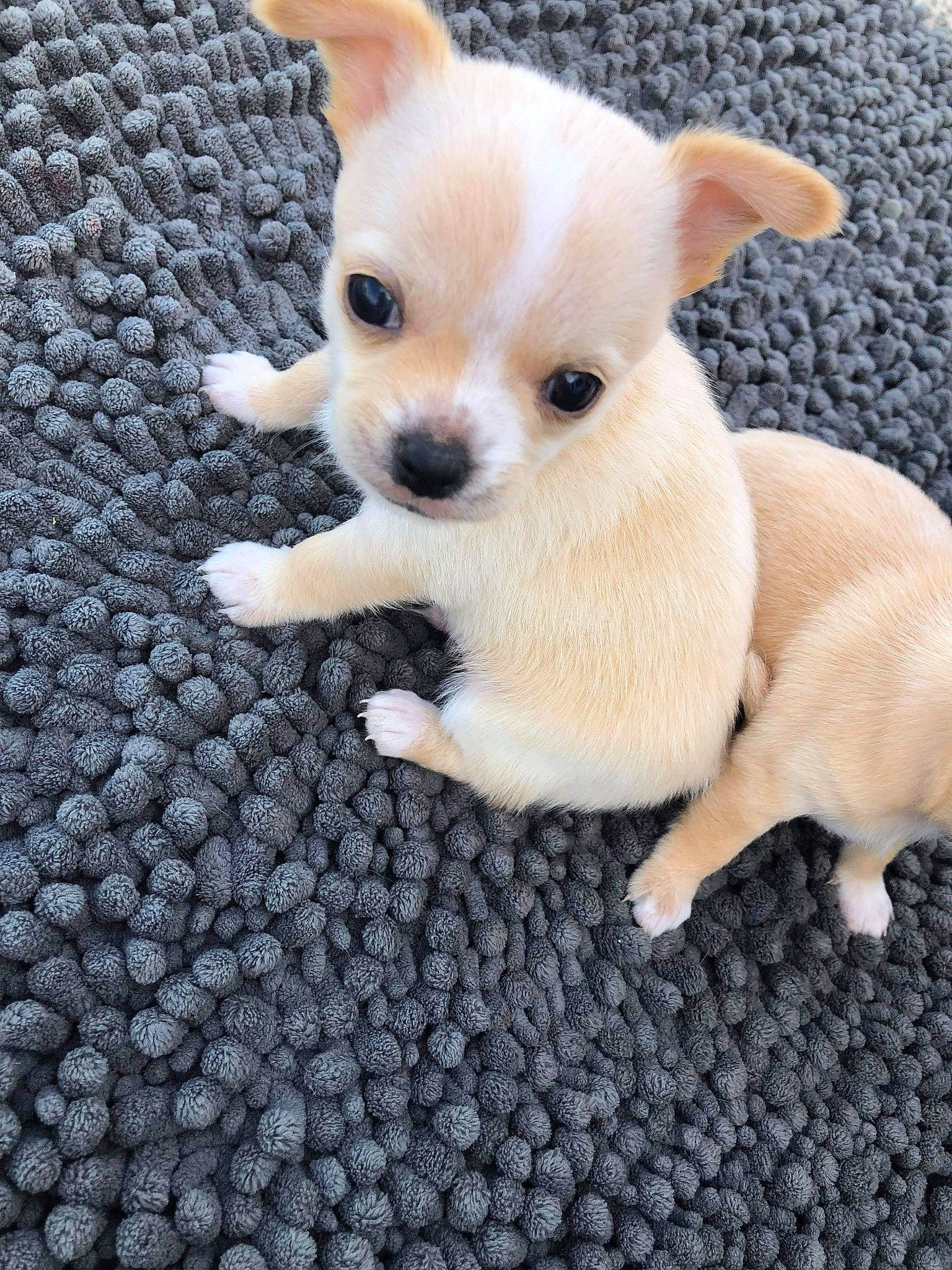 Snoop participe au concours pour gagner de l'argent avec cette photo : canidae, carnivore, chihuahua, companion_dog, corgi_chihuahua, dog, dog_breed, dog_supply, ear, fawn, fur, paw, puppy, snout, sporting_group, tail, terrestrial_animal, toy_dog, whiskers, working_animal