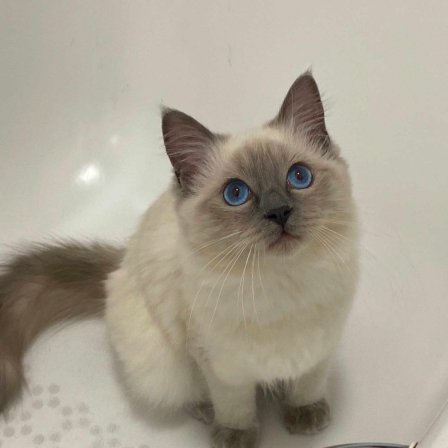 Bella-Louise