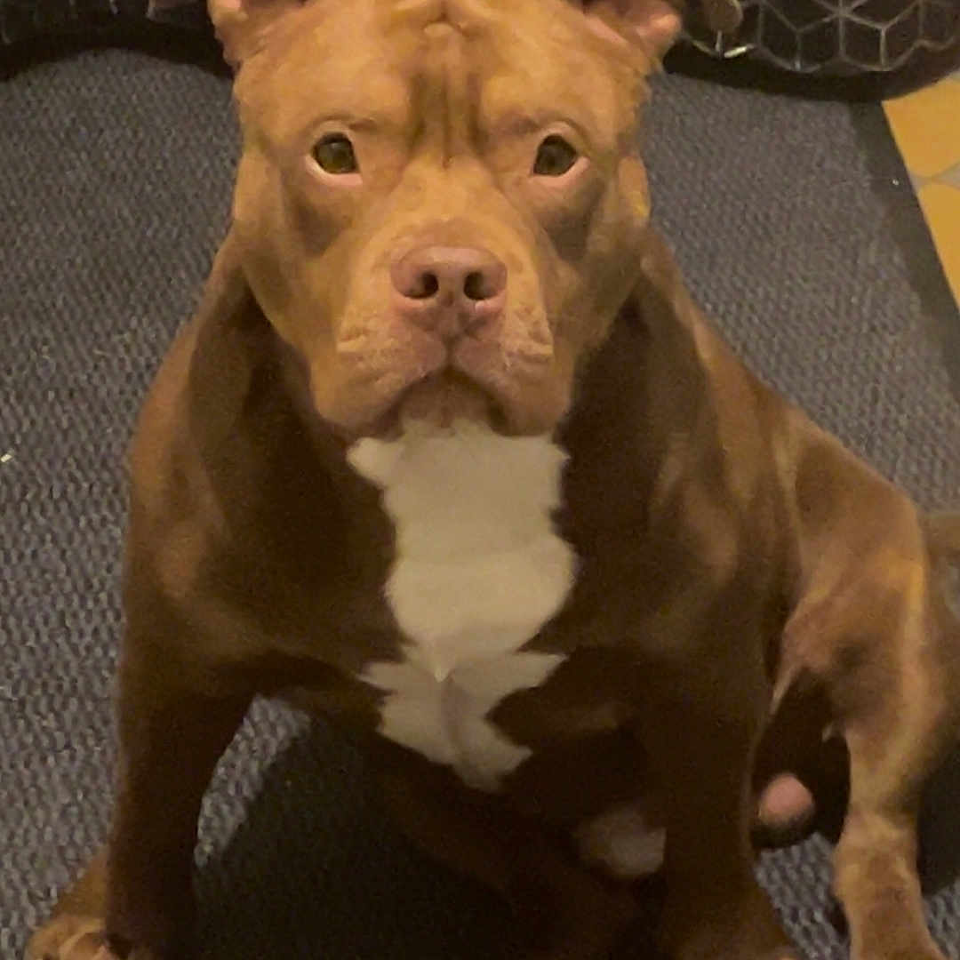 Thanos a rejoint le concours — aidez-le/la à gagner de superbes lots ! alert, animal, brown_dog, canine, carpet, companion, dog, domestic, ears_up, floor, furniture, geometric_background, home, indoor, looking_at_camera, pet, portrait, sitting, textured_rug, white_chest_marking