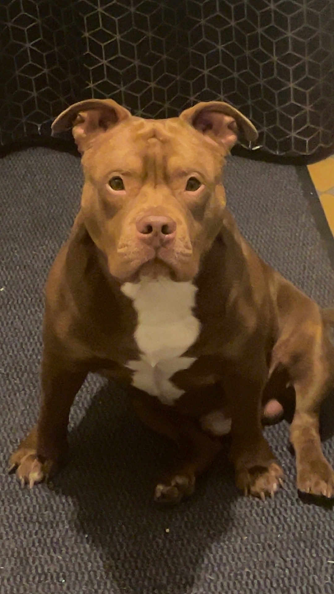 Thanos a rejoint le concours — aidez-le/la à gagner de superbes lots ! dog, brown_dog, white_chest_marking, sitting, indoor, carpet, textured_rug, ears_up, pet, animal, canine, looking_at_camera, geometric_background, floor, domestic, companion, alert, portrait, furniture, home