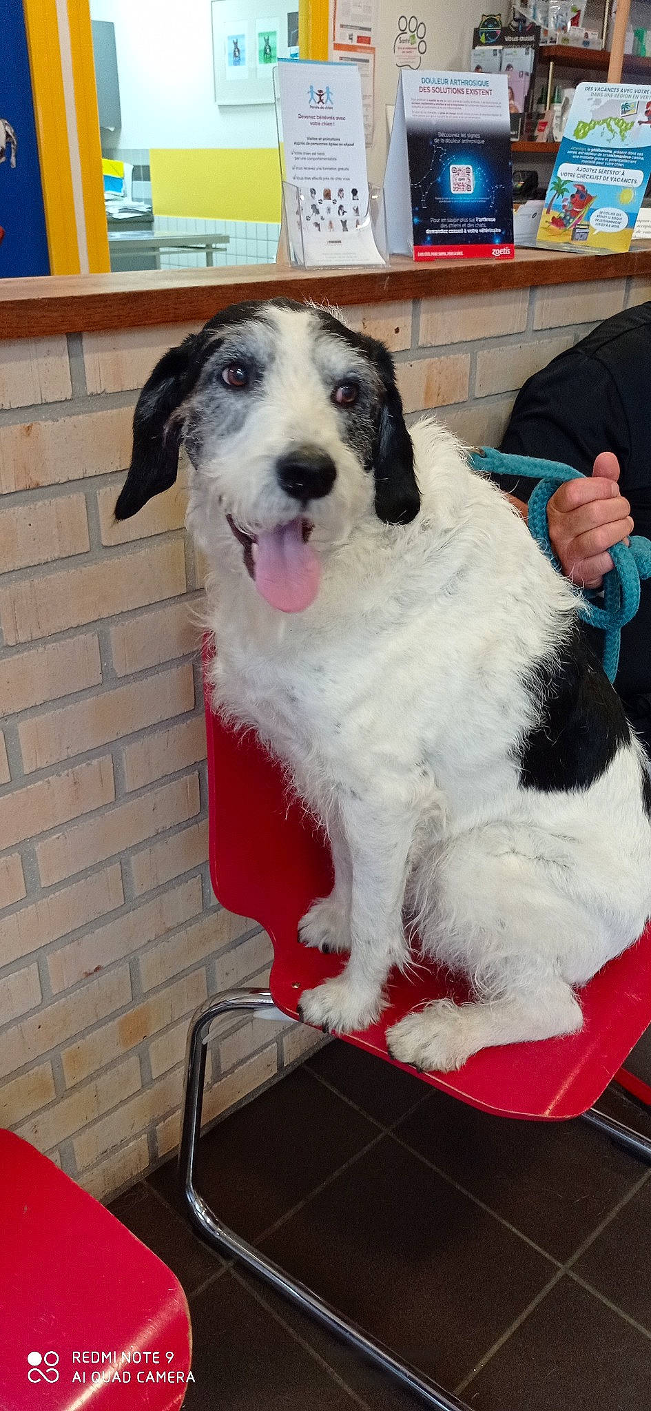 Uggy a rejoint le concours — aidez-le/la à gagner de superbes lots ! canidae, carnivore, chair, collar, companion_dog, dog, dog_breed, fur, herding_dog, snout, sporting_group, working_animal, working_dog