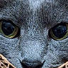 Gracie joined the competition — help win amazing prizes! animal, cardboard, cat, close_up, curious, detail, eyes, face, feline, focus, gray_fur, indoor, macro, nose, pet, portrait, reflection, snout, texture, whiskers