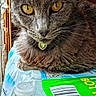 Gracie joined the competition — help win amazing prizes! animal, cat, close_up, collar, cute, domestic_animal, feline, fur, gray_cat, heart_pendant, indoor, jewelry, packaging, pet, plastic, portrait, resting, water_bottles, whiskers, yellow_eyes