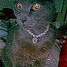 animal, cat, close_up, cute, decor, feline, gray_cat, indoor, jewelry, necklace, nostalgic, pearl_necklace, pet, portrait, retro, soft_fur, timestamp, vhs_effect, vintage_style, whiskers